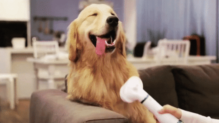 Image from https://jairoinnova.com/cdn/shop/files/GIF_SECADO_Y_PEINADO_VARIOS_PERROS_1.gif?v=1752100297