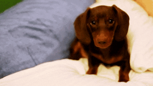 NUEVO SECADOR Y PEINADOR PARA TU MASCOTA. 2 EN 1